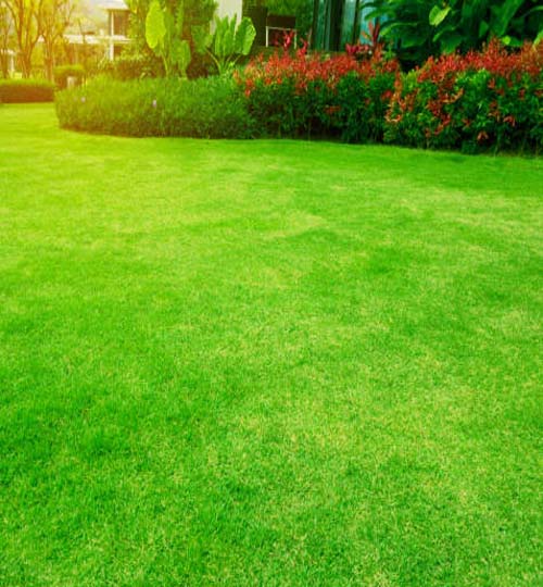 Fresh green grass smooth lawn with curve shape of bush under morning sunlight