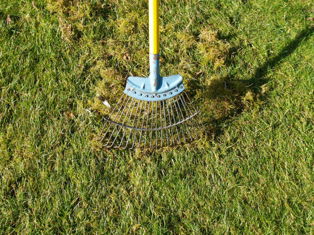 removing moss by scarifying the grass