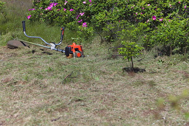 Lawn Mower on the lawn - outdoor