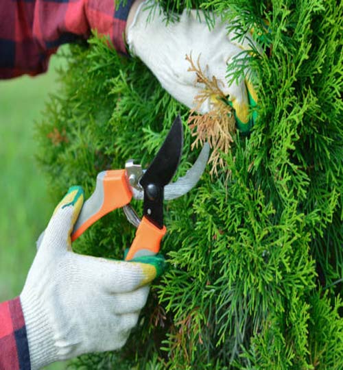 a close-up of the hands of a gardener in a red plaid shirt, who is pruning dry yellow branches of thuja with a pruner.