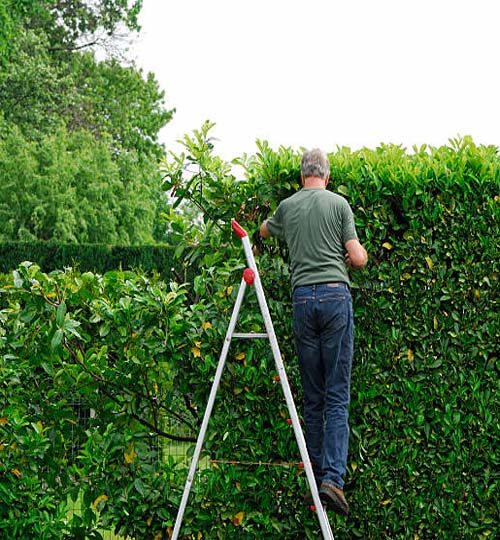 Man standing on a ladder and cutting the Cherry laurel hedge in springtime.