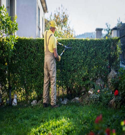 Adult man gardener cutting hedge with garden scissors, trimming in garden.